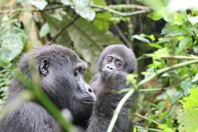 1 Day Rwanda Gorilla Trekking Experience