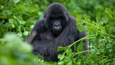 14-Day Uganda Gorilla and Wildlife Safari