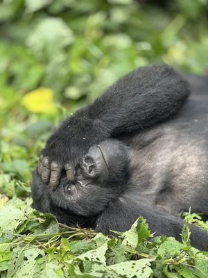 6 Days Big Four Gorilla Trekking Wildlife Safari to Queen Elizabeth National Park and Bwindi Impenetrable National Park based on 2 Travellers.