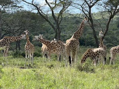 2day Lake Mburo Uganda Wildlife Safari female led tour