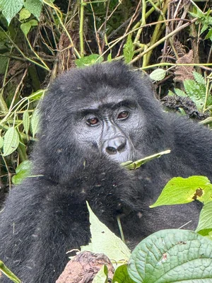 1-Day Gorilla Trekking Tour in Rwanda from Kigali