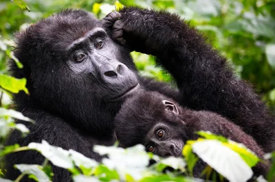 3 Day Gorilla Trekking and Batwa Trails in Bwindi