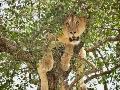 3 Days Uganda Murchison Falls Safari.