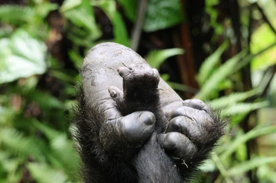 1 Day Rwanda Gorilla Trekking Experience