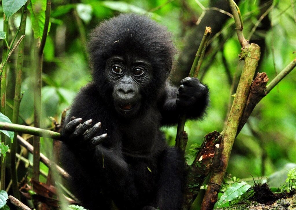 14-Day Uganda Gorilla and Wildlife Safari