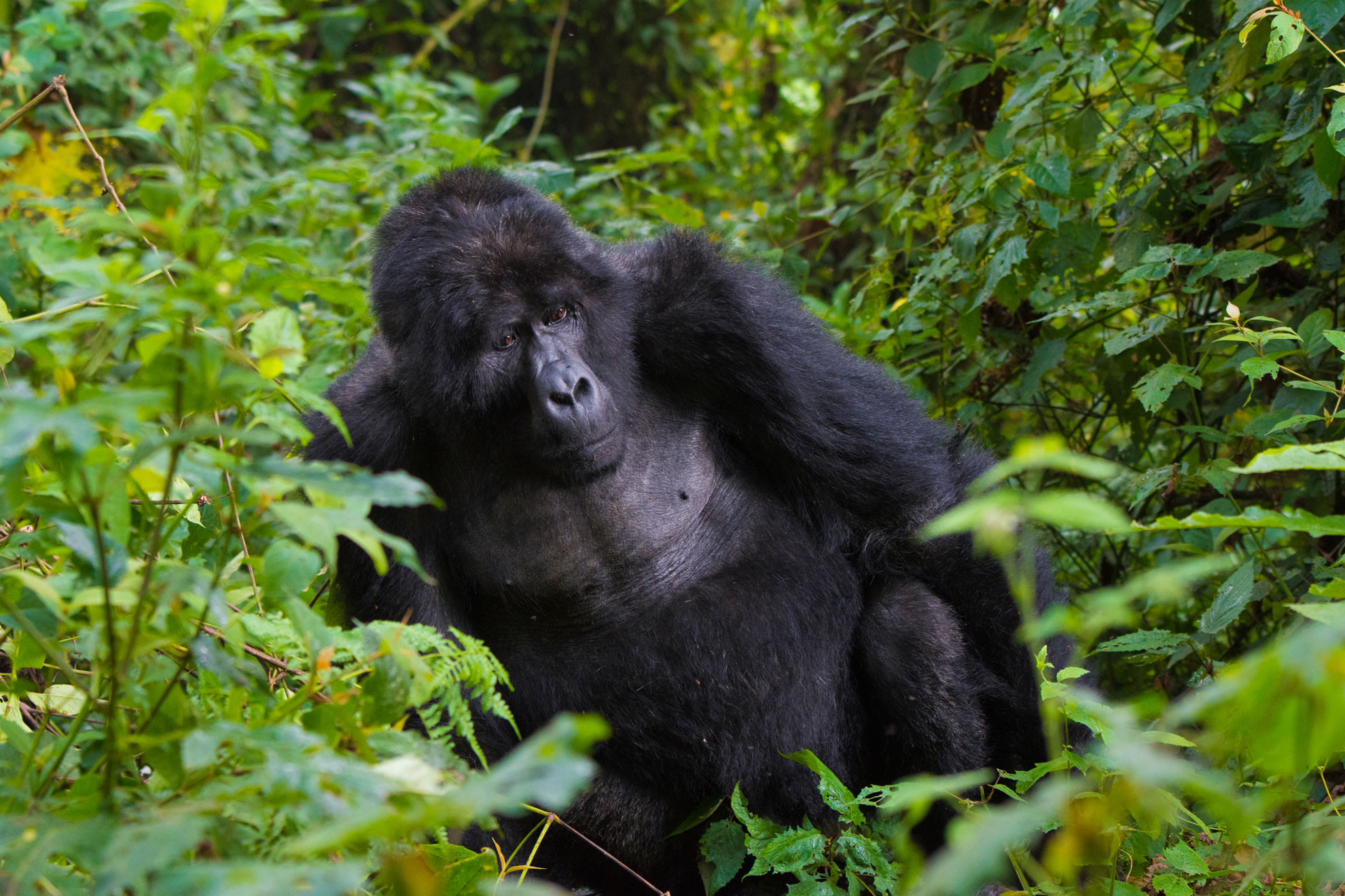Fly-in Gorilla Safari in Uganda