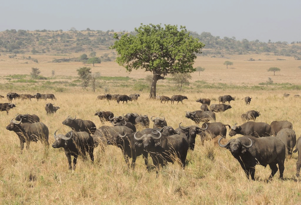 15 Days Uganda Classic Gorilla, Primates & Big 5 Safari
