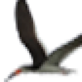 African Skimmer Tours logo